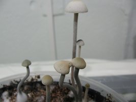 panmg-karapana27-9.jpg