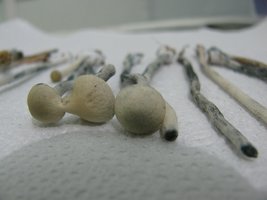 panmg-karapana29-10.jpg