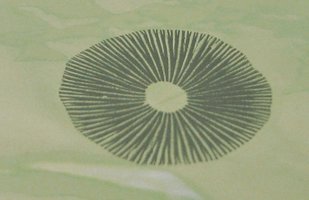 panmg-karapana31-10.jpg