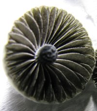 panmg-karapana32-10.jpg