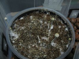 panmg-karapana33-11.jpg