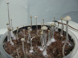 panmg-karapana34-11.jpg