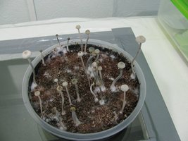 panmg-karapana35-11.jpg
