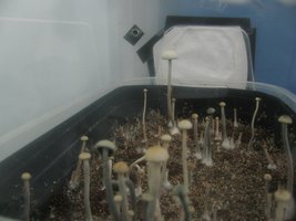 panmg-karapana37-12.jpg