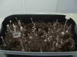 panmg-karapana38-12.jpg