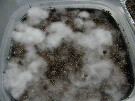 panmg-karapana40-13.jpg