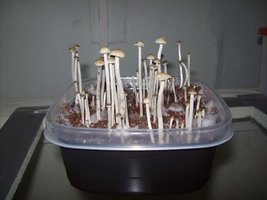 panmg-karapana41-13.jpg