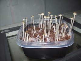 panmg-karapana43-13.jpg