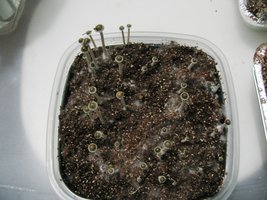 panmg-karapana46-15.jpg