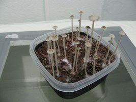 panmg-karapana49-15.jpg