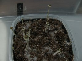 panmg-karapana50-15.jpg