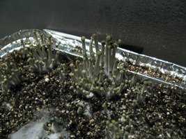 panmg-karapana55-16.jpg