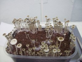 panmg-karapana58-17.jpg