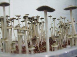 panmg-karapana59-17.jpg