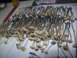 panmg-karapana61-17.jpg