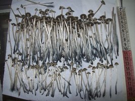 panmg-karapana62-17.jpg