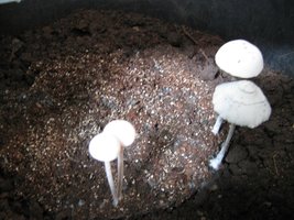 panmg-karapana65-19.jpg