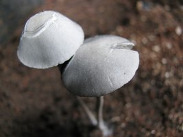 Panaeolus Cyanescens Selvagem (Brasil)