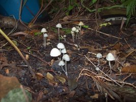 panmg-karapana68-19.jpg