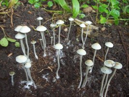 panmg-karapana69-19.jpg