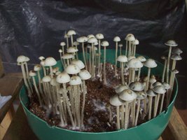 panmg-karapana70-20.jpg