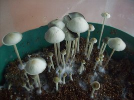panmg-karapana71-20.jpg