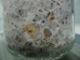 panmg-karapana74-21.jpg