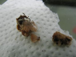 panmg-karapana76-21.jpg