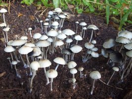 panmg-karapana80-22.jpg