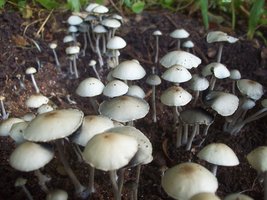 panmg-karapana82-22.jpg