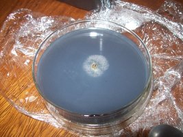 panmg-karapana83-23.jpg