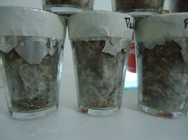 pan-mg-cd09.jpg