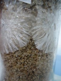 pan-mg-cd11.jpg