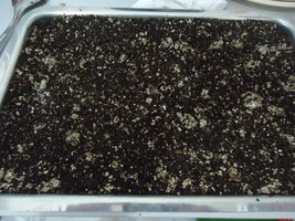 pan-mg-cd12.jpg