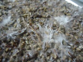 pan-mg-cd20.jpg