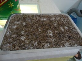 pan-mg-cd28.jpg
