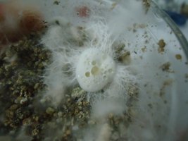 pan-mg-cd30.jpg