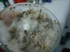 pan-mg-cd36.jpg
