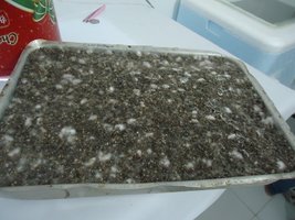pan-mg-cd38.jpg