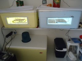 pan-mg-cd50.jpg