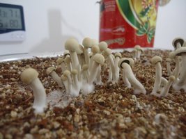 pan-mg-cd51.jpg