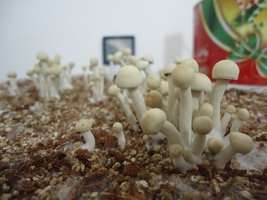 pan-mg-cd55.jpg