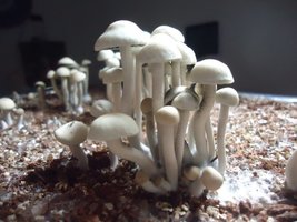 pan-mg-cd58.jpg