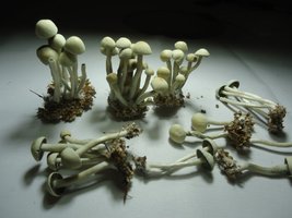 pan-mg-cd63.jpg