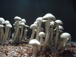 pan-mg-cd65.jpg
