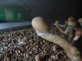 pan-mg-cd69.jpg
