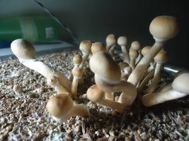 pan-mg-cd70.jpg