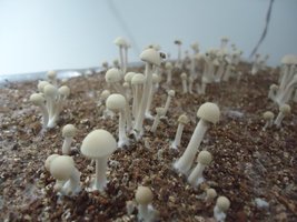 pan-mg-cd81.jpg