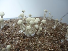 pan-mg-cd82.jpg