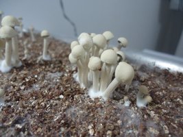 pan-mg-cd89.jpg